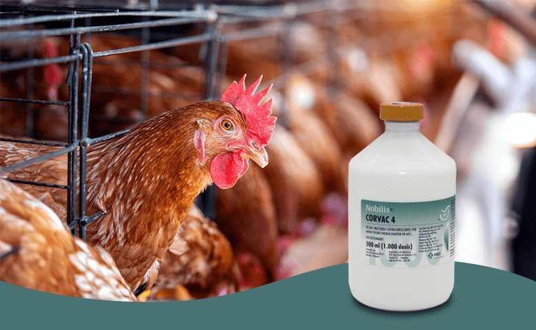 Nobilis® Corvac-4: Solución Avanzada para la Coriza Infecciosa Aviar en